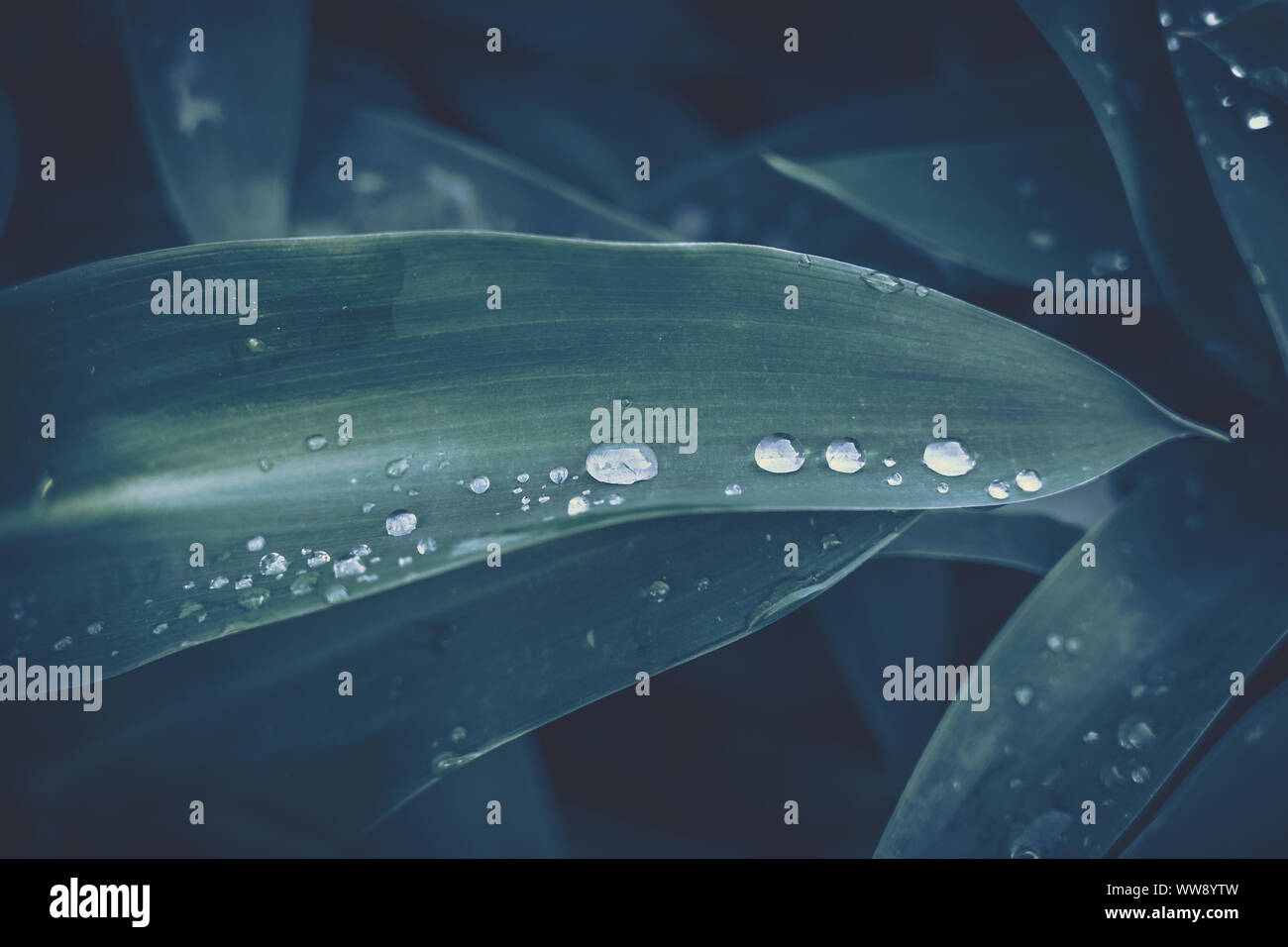 Green leaf with water drop for background texture Stock Photo - Alamy
