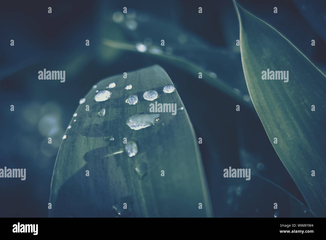Green leaf with water drop for background texture Stock Photo - Alamy