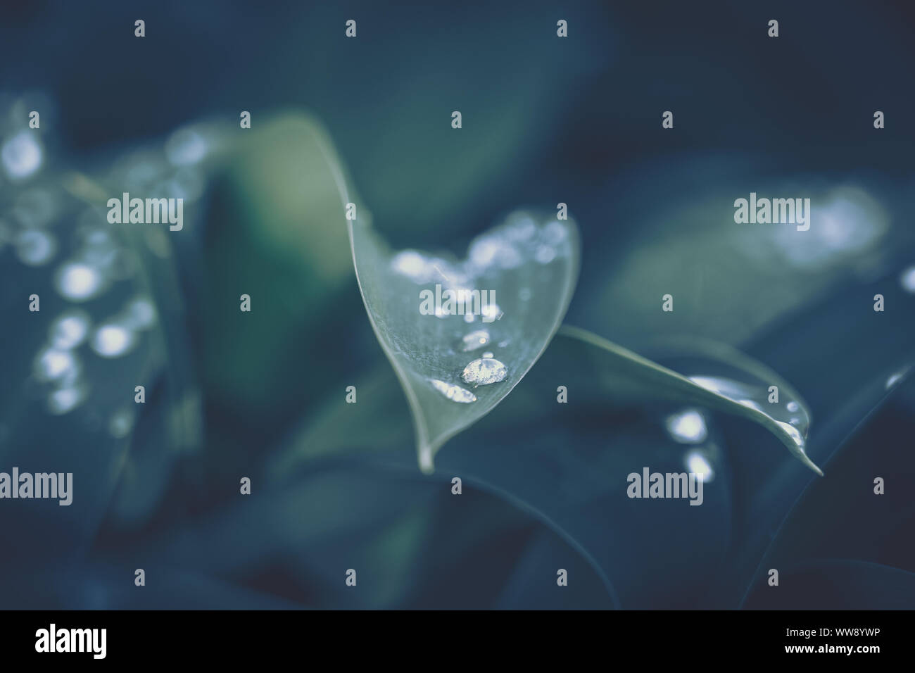 Green leaf with water drop for background texture Stock Photo - Alamy