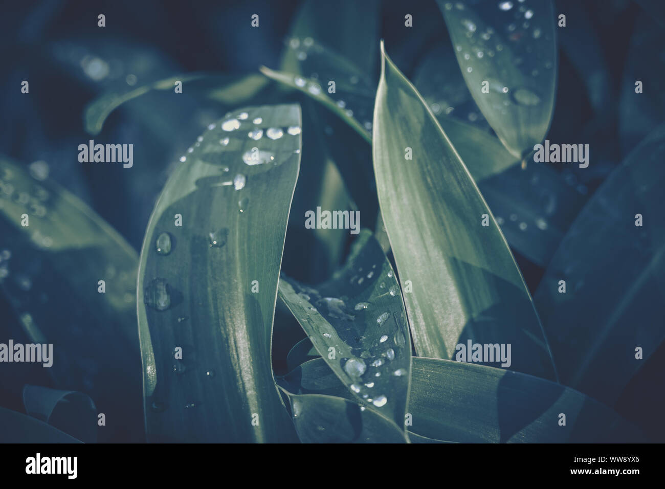 Green leaf with water drop for background texture Stock Photo - Alamy