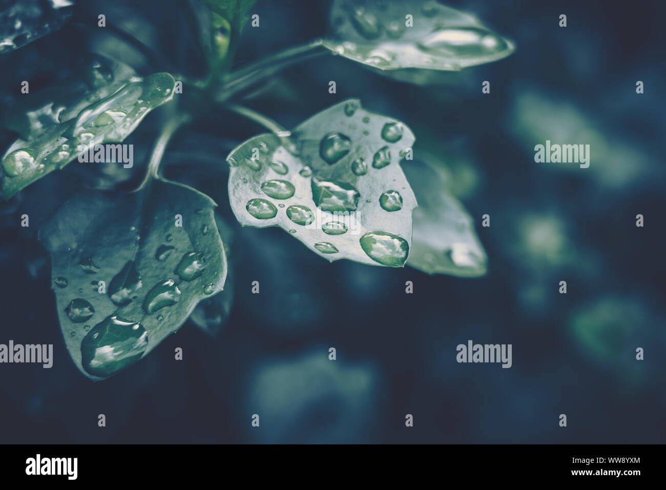 Green leaf with water drop for background texture Stock Photo - Alamy