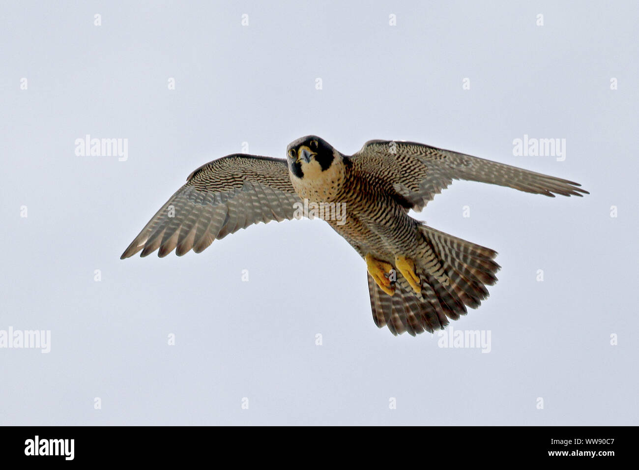 Australian Peregrine falcon in flight Stock Photo