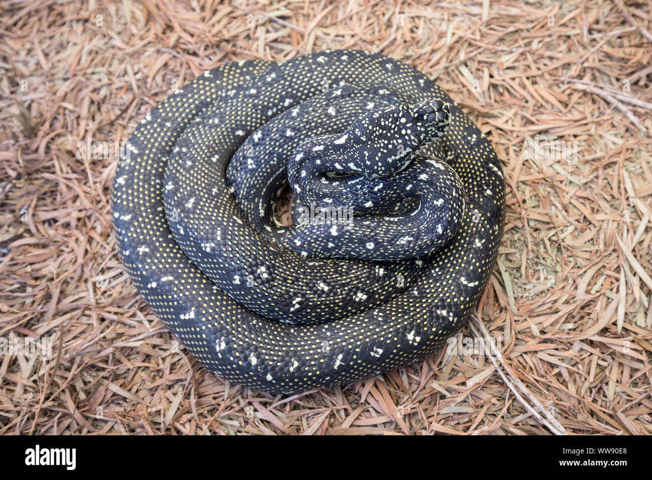 Diamond Python High Resolution Stock Photography and Images - Alamy