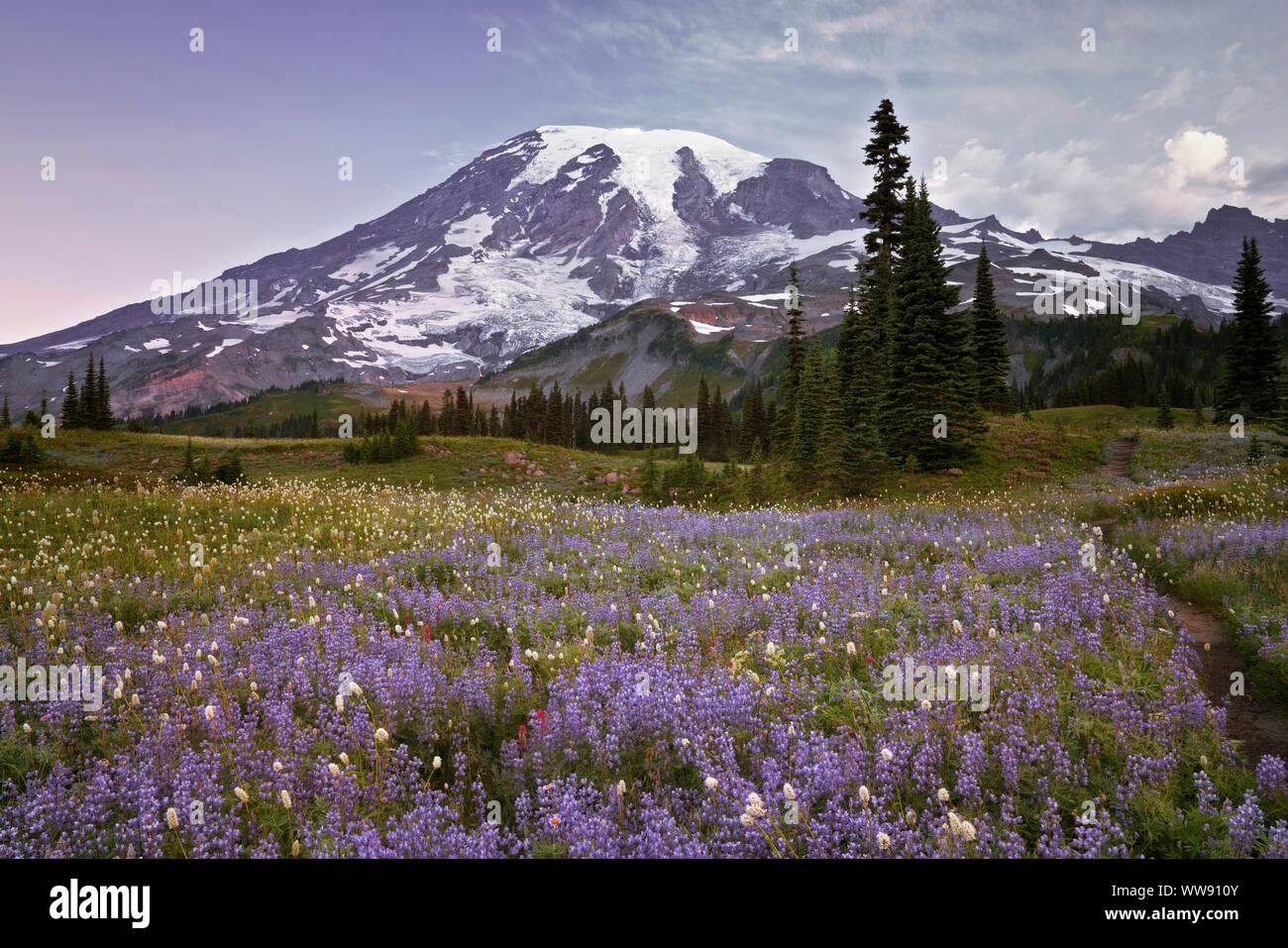 The soft cottony bloom of bistort gives a snowy appearance among the fog in the Paradise Meadow of Washington’s Mt Rainier National Park. Stock Photo