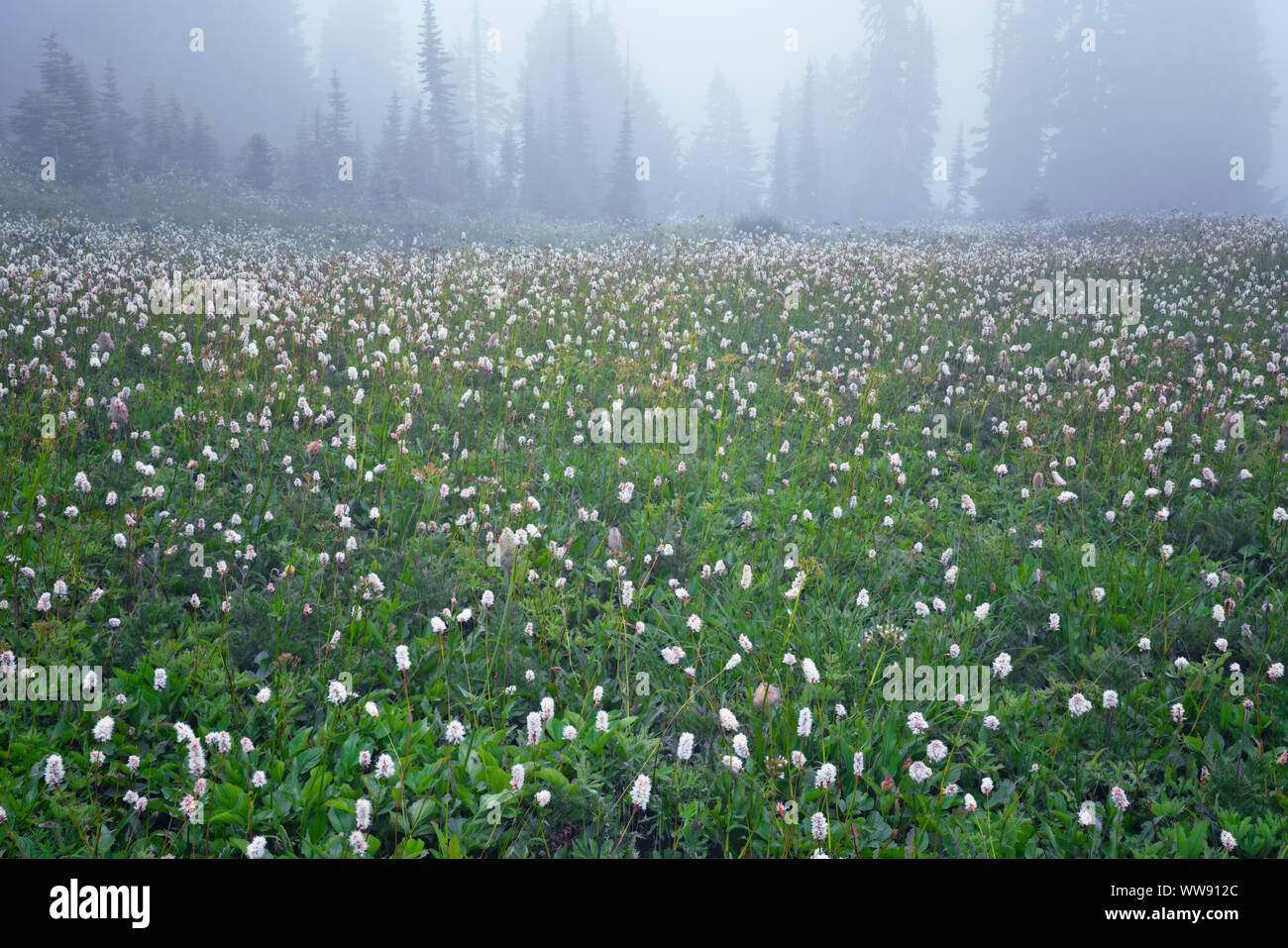 The soft cottony bloom of bistort gives a snowy appearance among the fog in the Paradise Meadow of Washington’s Mt Rainier National Park. Stock Photo