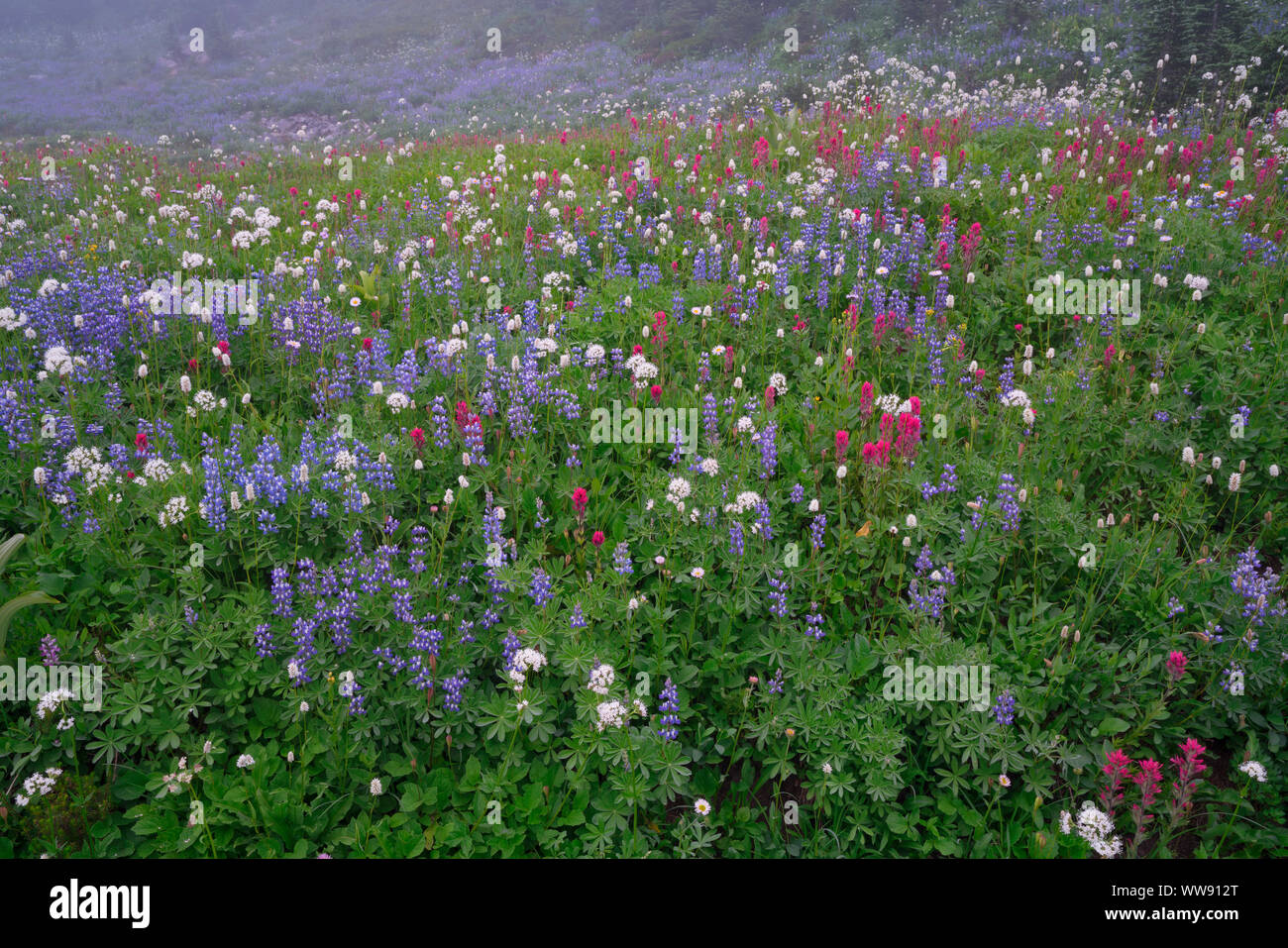 A burst of colors among the summer wildflowers blooming along Mazama Ridge in Washington’s Mount Rainier National Park. Stock Photo
