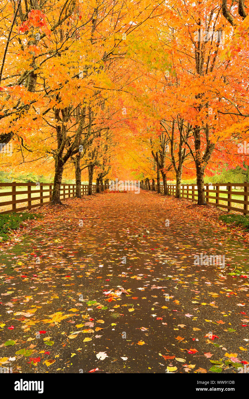 Tree Line Driveway High Resolution Stock Photography And Images Alamy