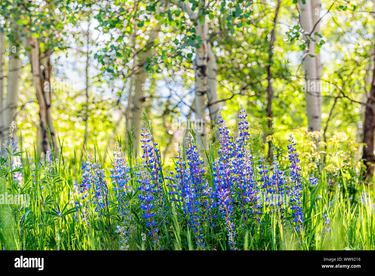 White Lupin High Resolution Stock Photography and Images Alamy