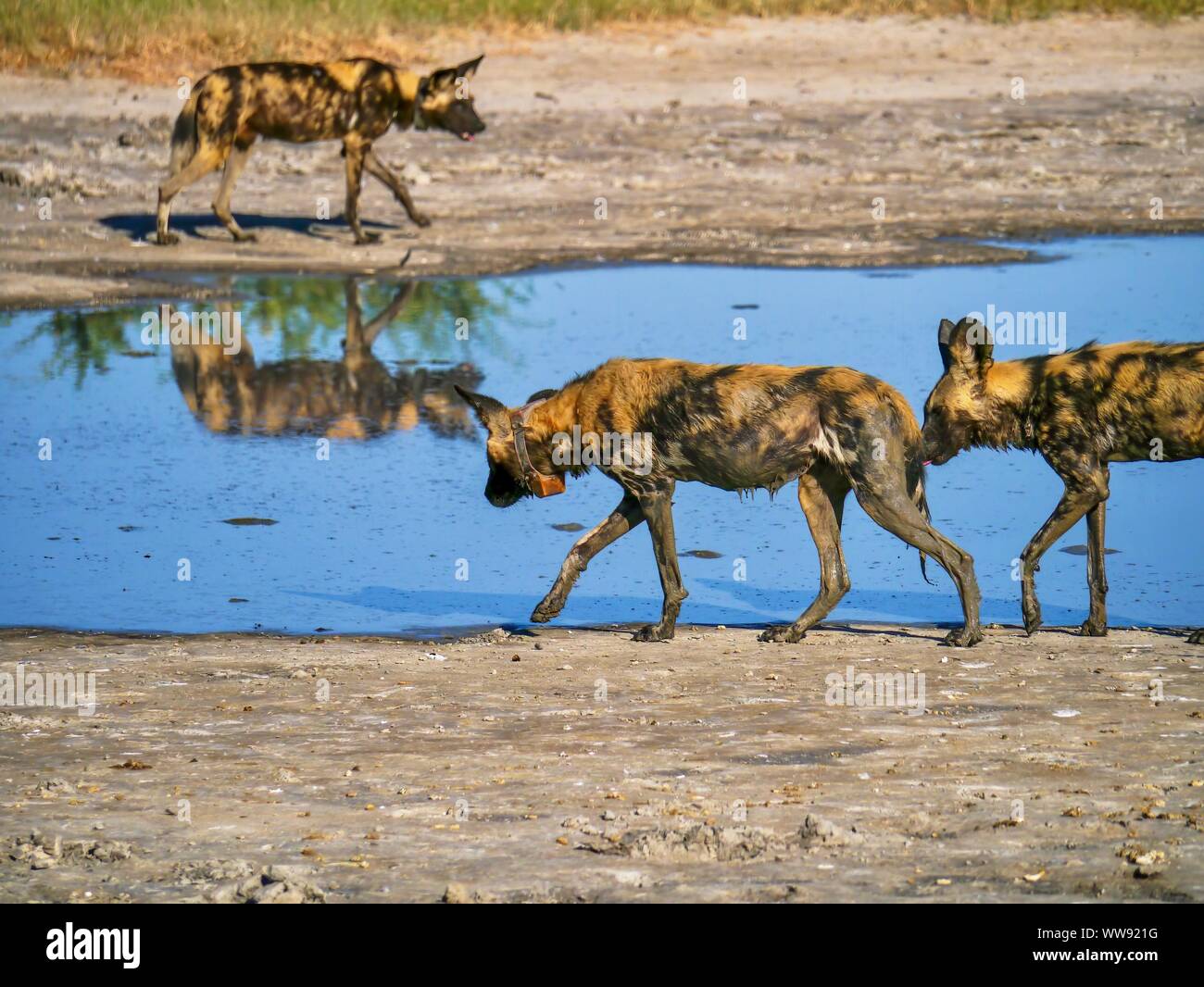 Three African Wild Dogs (Latin - Lycaon pictus) at a waterhole in Botswana. They are wearing tracking collars to monitor their behavior and migration. Stock Photo