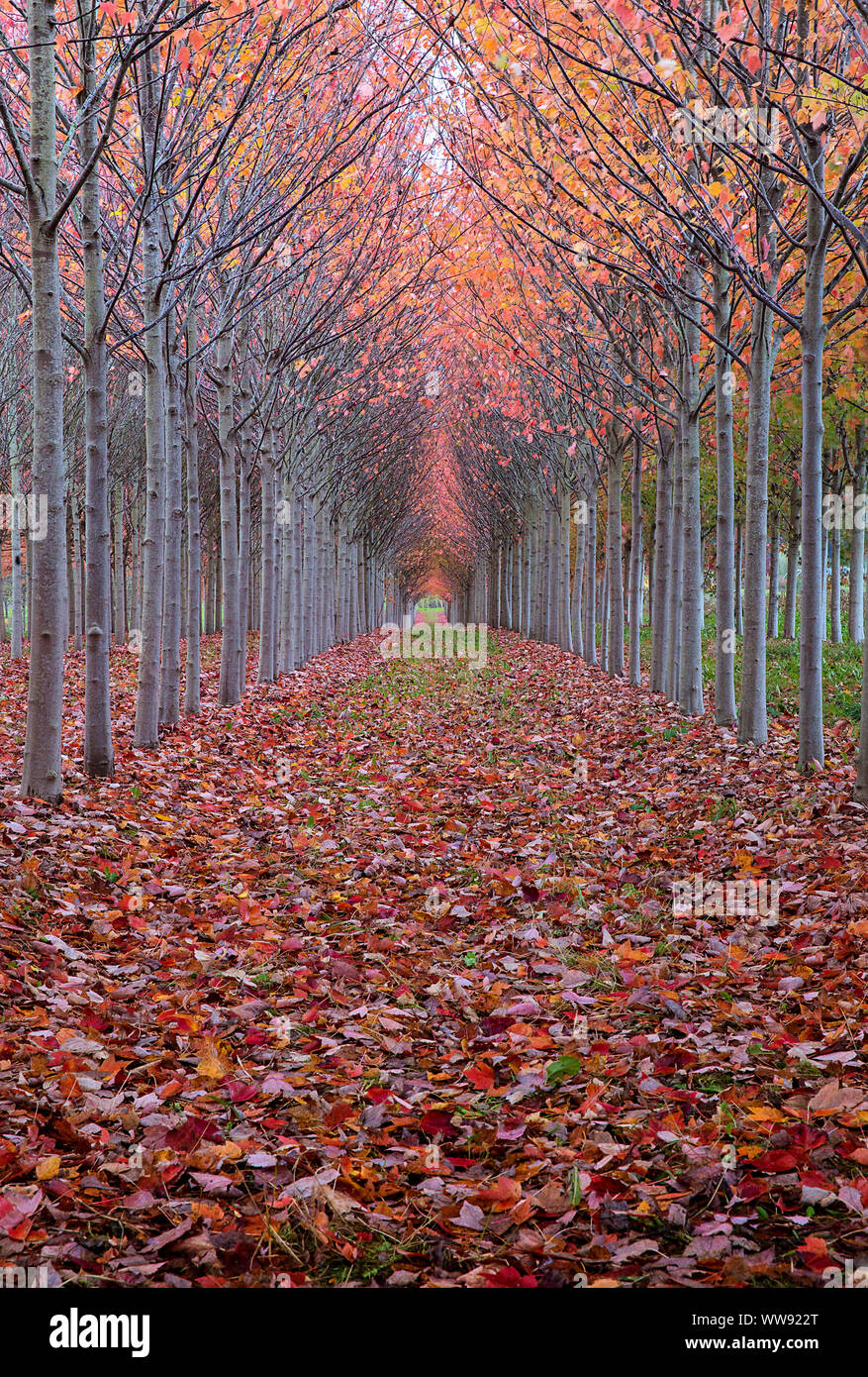 Fall color lines the path through rows of trees. Vanishing point and colorful autumn leaves. Leaf peeping in a tunnel of trees with autumn color. Stock Photo