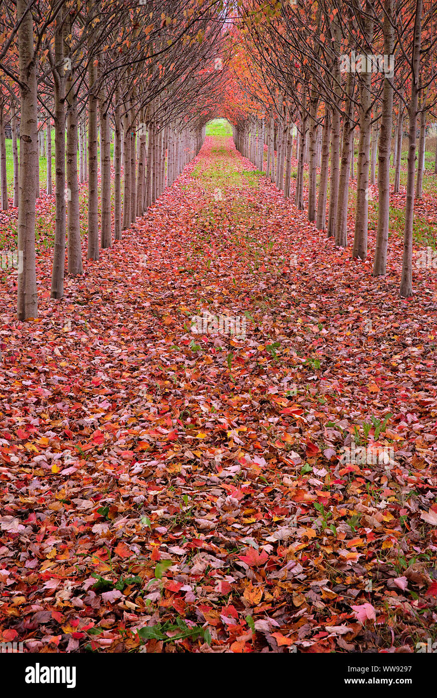 Fall color lines the path through rows of trees. Vanishing point and colorful autumn leaves. Leaf peeping in a tunnel of trees with autumn color. Stock Photo