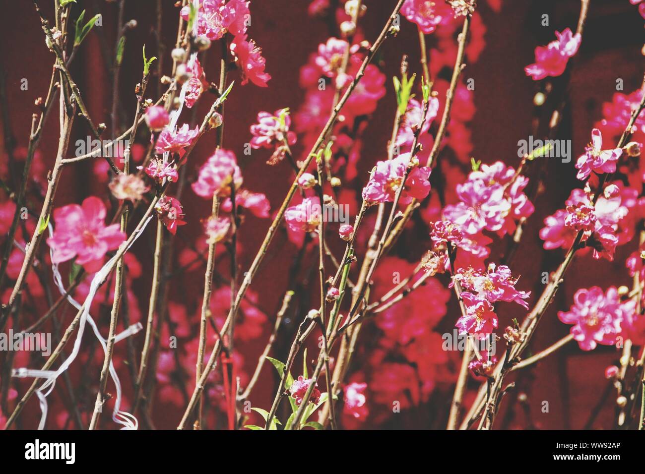 Cherry tree with flowers against red background as decoration during Vietnamese New Year (Tet) and Mid-Autumn Festival Stock Photo