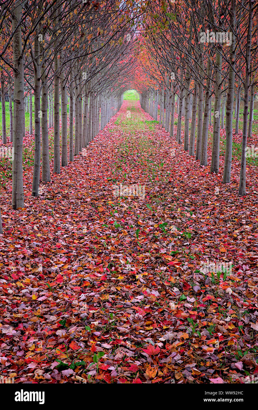 Fall color lines the path through rows of trees. Vanishing point and ...