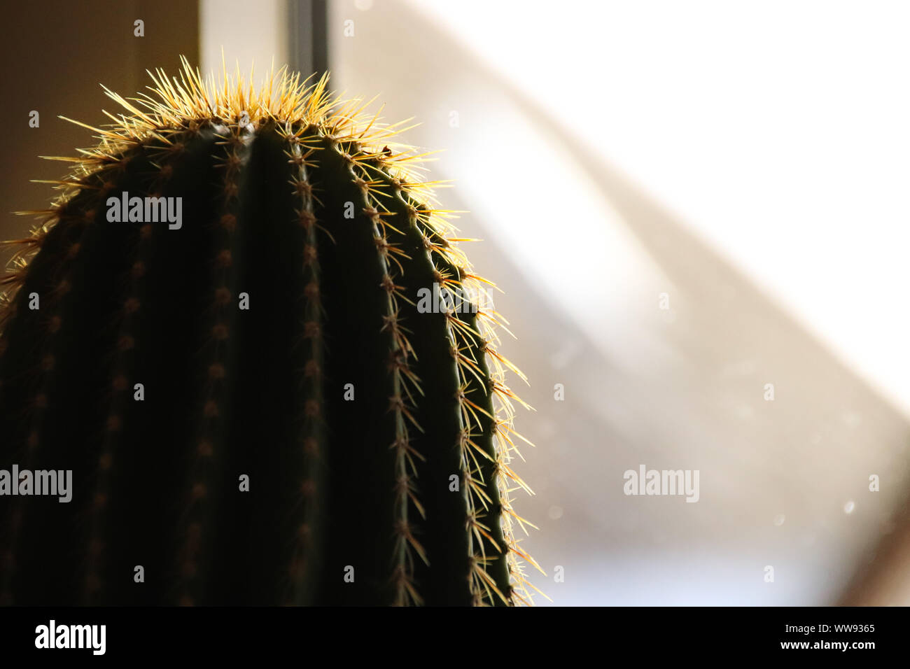 sunlight from window shining on a cactus Stock Photo