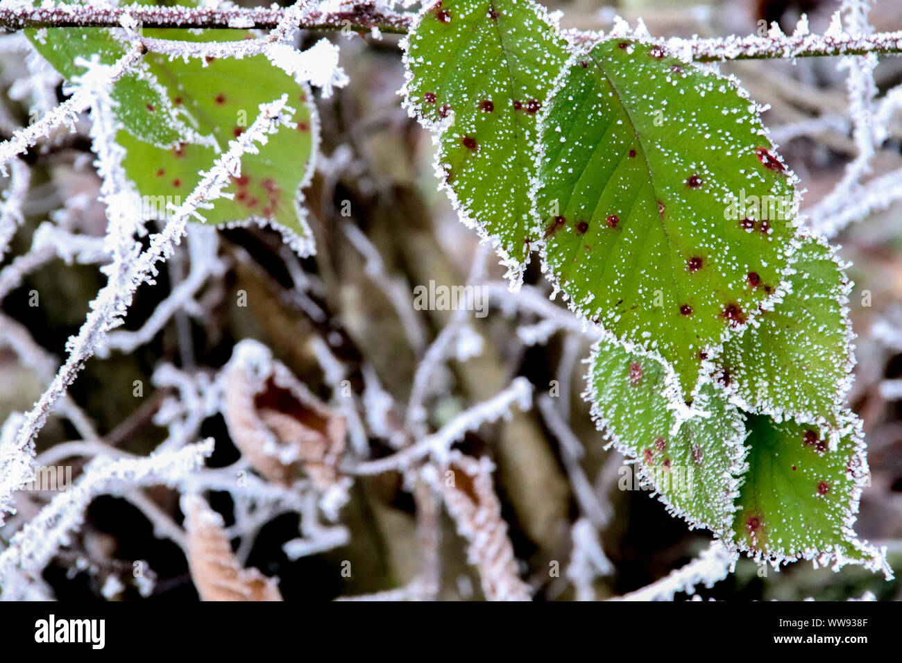 Frost covering the leaves and branches on a winter morning Stock Photo