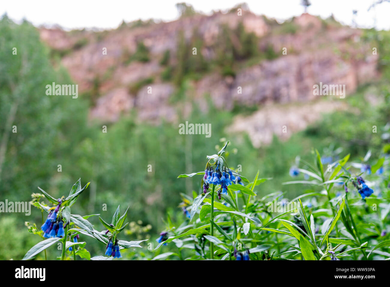Closeup on blue bell bluebell flowers on Snowmass Lake hike trail in Colorado in National Forest park in 2019 summer Stock Photo