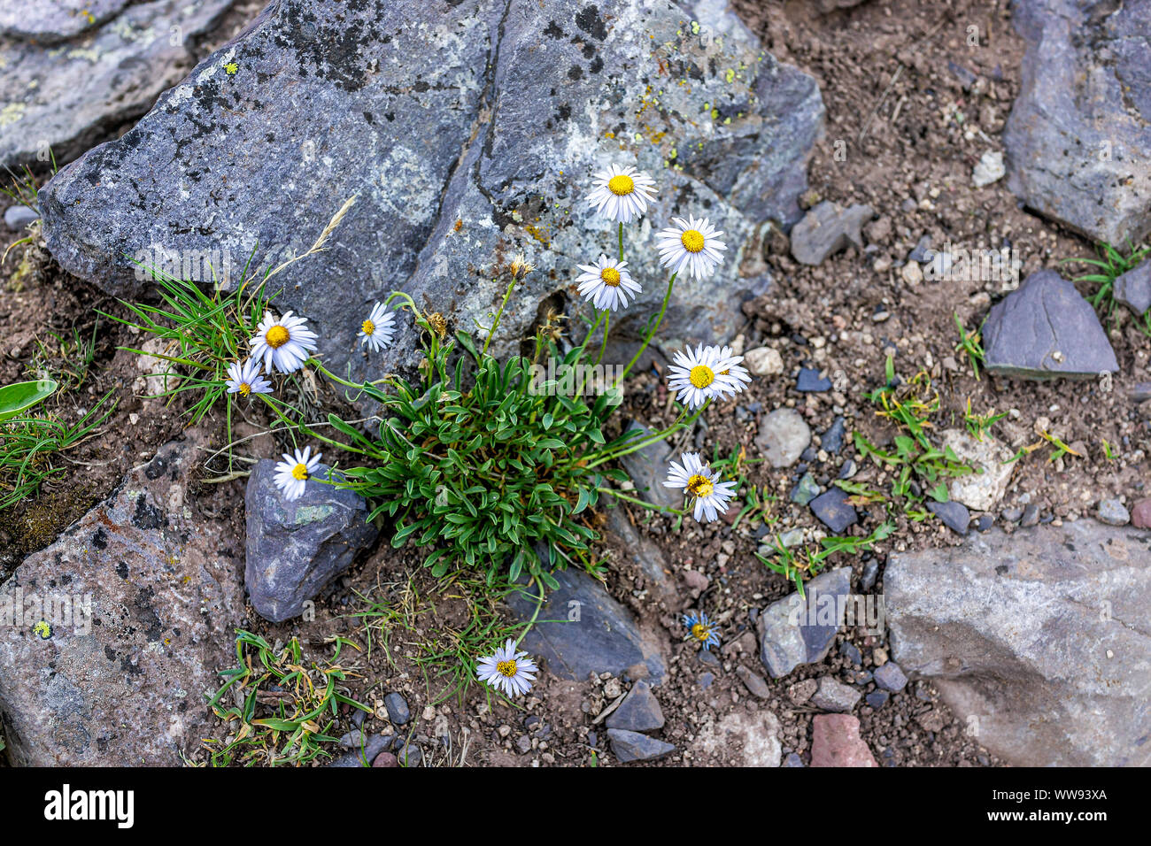 Purple alpine daisy wildflowers closeup on rocks on Snowmass Lake hike trail in Colorado in National Forest park mountains Stock Photo