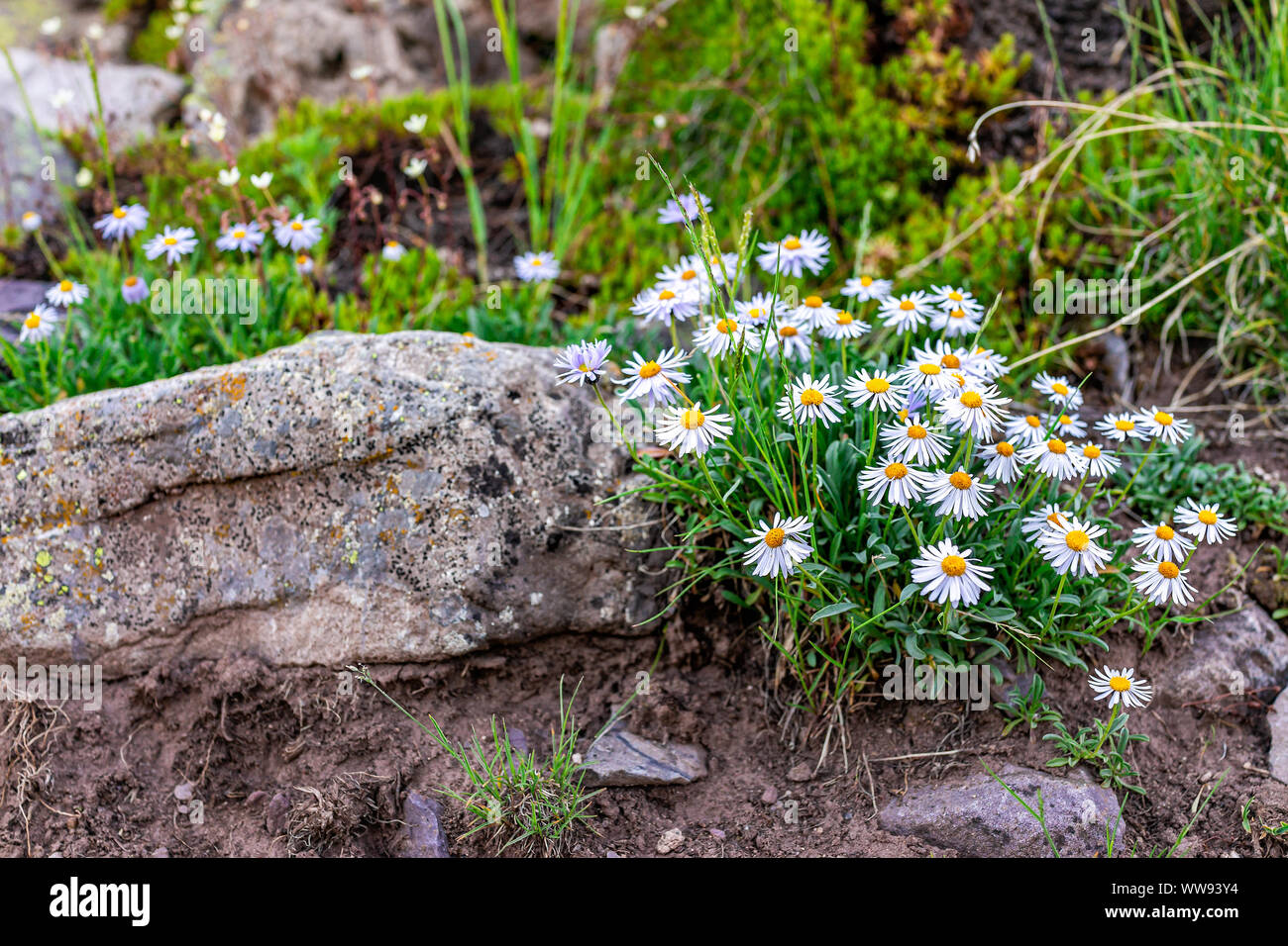 Alpine daisy flowers closeup on rocks on Snowmass Lake hike trail in Colorado in National Forest park mountains Stock Photo