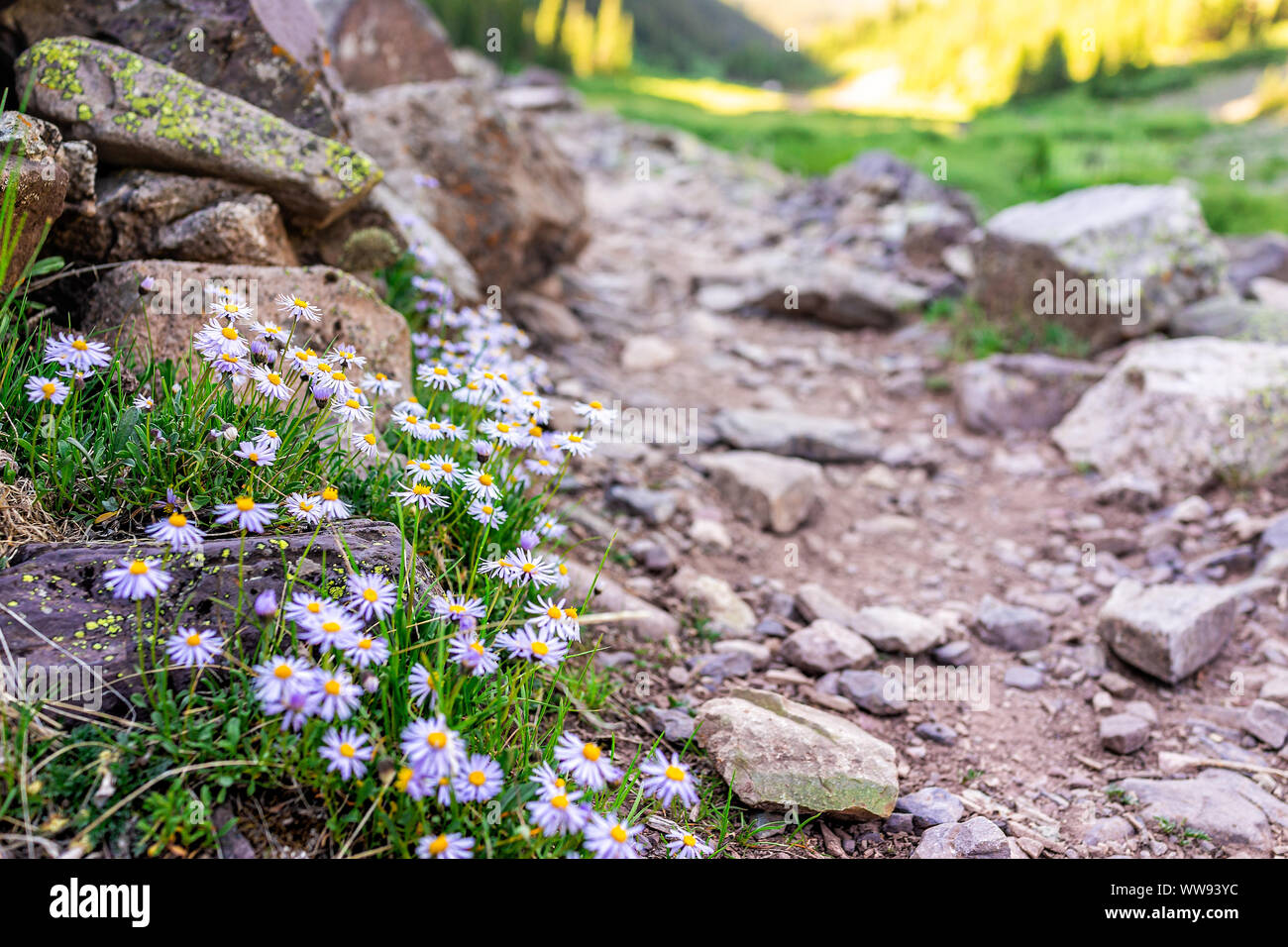 Purple alpine daisy wildflowers closeup on rocky trail on Snowmass Lake hike in Colorado in National Forest park mountains Stock Photo
