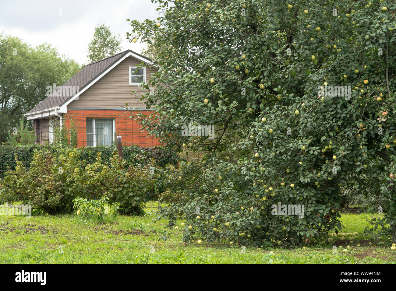 Apple tree in cottage garden hi-res stock photography and images - Alamy