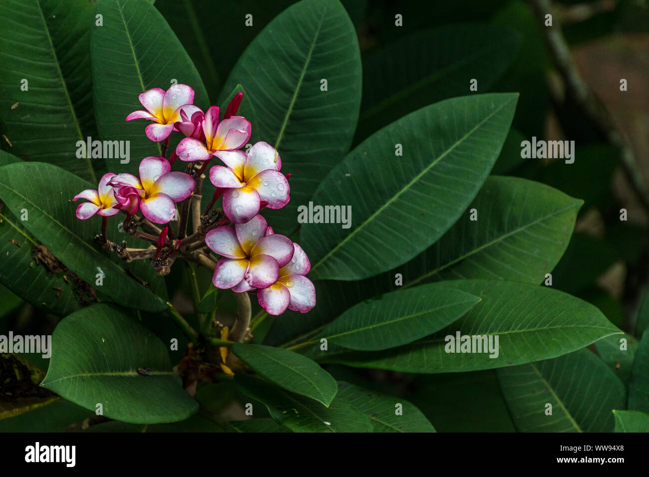 Beautiful pink Plumeria (Frangipani) Ffower (champa flower in Asia) background with a sunlight at the garden Stock Photo