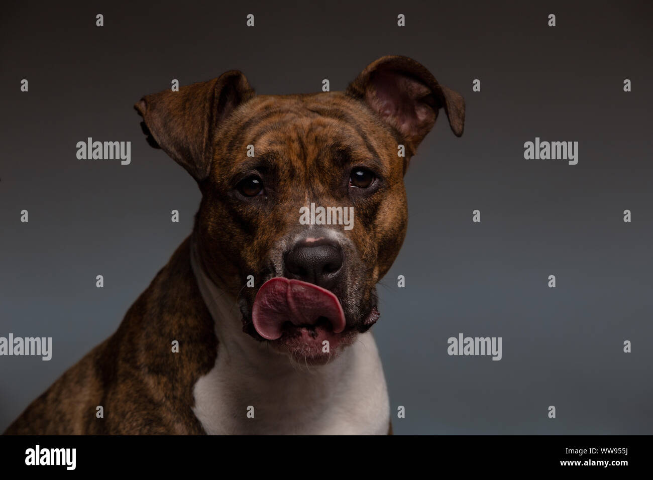 Beautiful potentially dangerous pit bull dog with sympathetic attitude and docile look on gray background Stock Photo