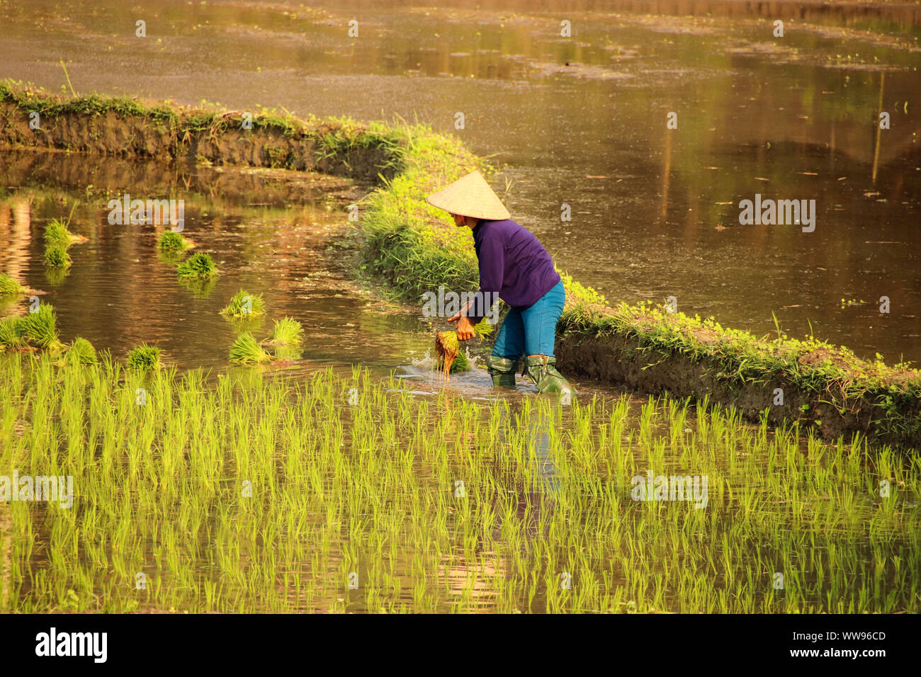 Peaceful scenery during the rice planting season in Vietnam showing the candid rural daily life and slow living Stock Photo