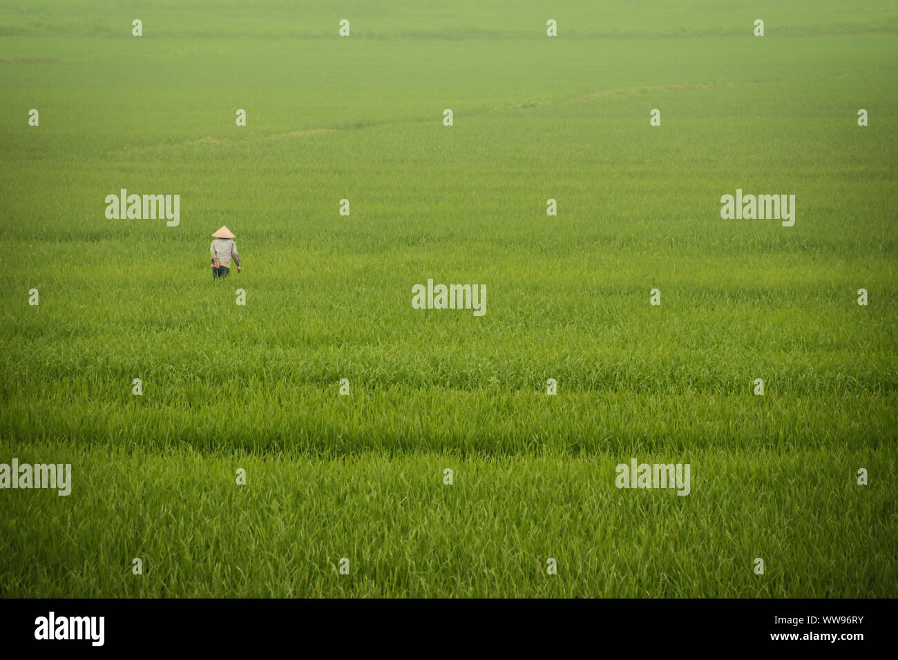 Ninh Bình,  province in northern Vietnam's Red River Delta and is known for its green vast rice fields and cinematic landscapes Stock Photo