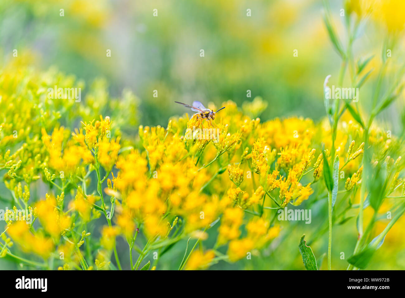 Green River Camground in Dinosaur National Monument Park with macro closeup of bee on green plants and yellow Chaffbush flowers on bush Stock Photo