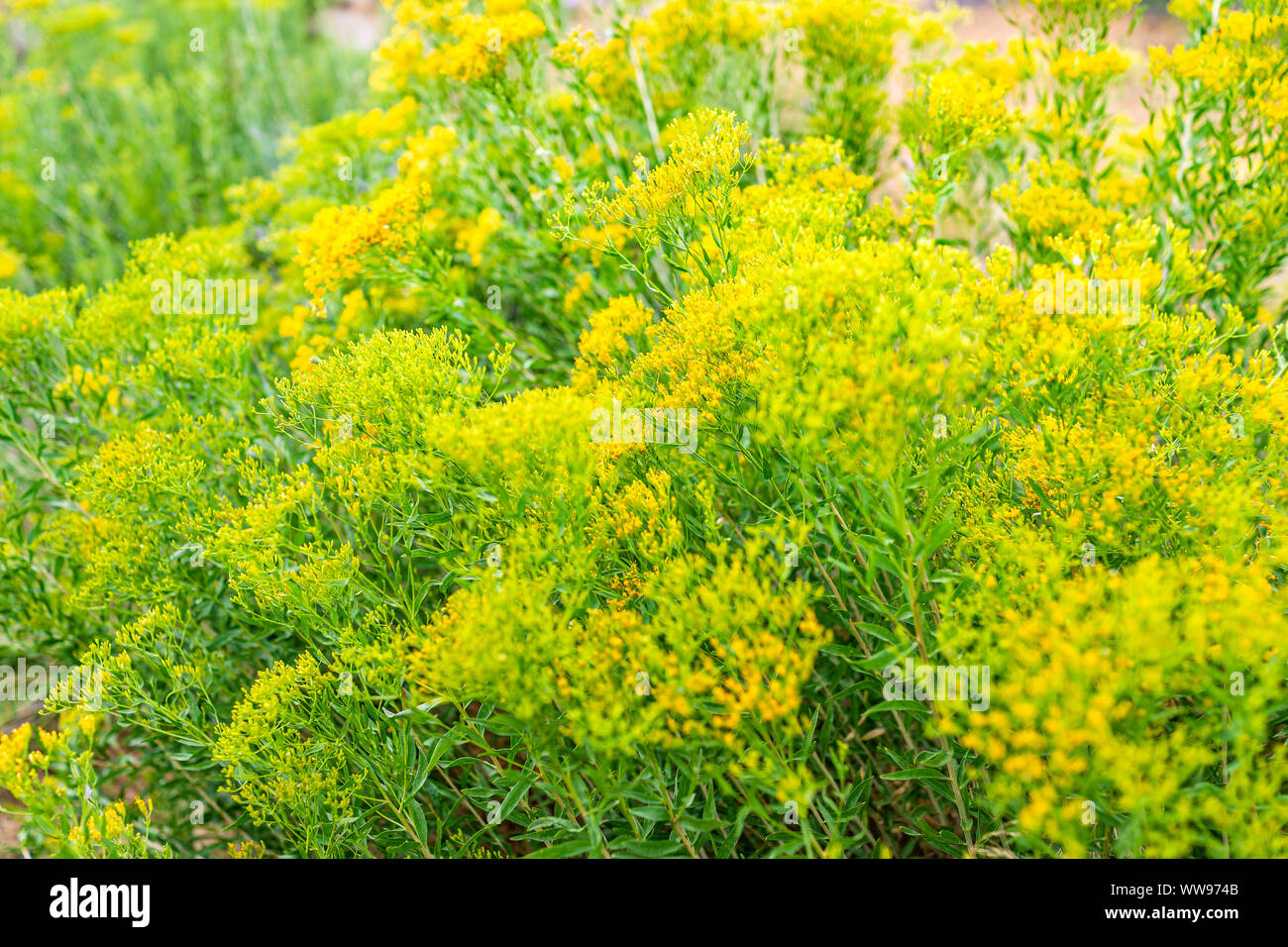 River trail at Green River Camground in Dinosaur National Monument Park with green plants and yellow Chaffbush flowers on bush Stock Photo