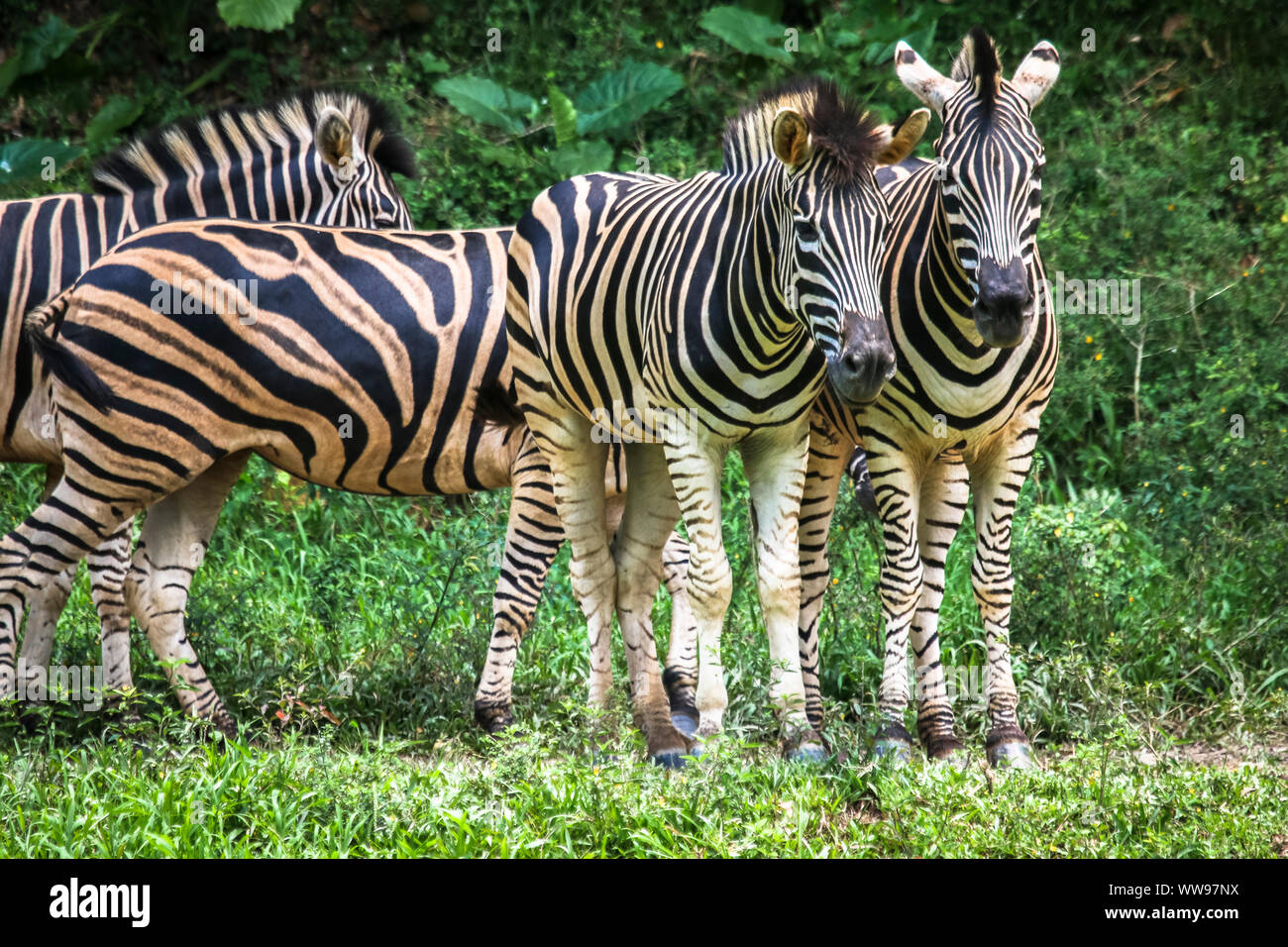 Wildlife portraiture close up view of zebra with black and white stripe