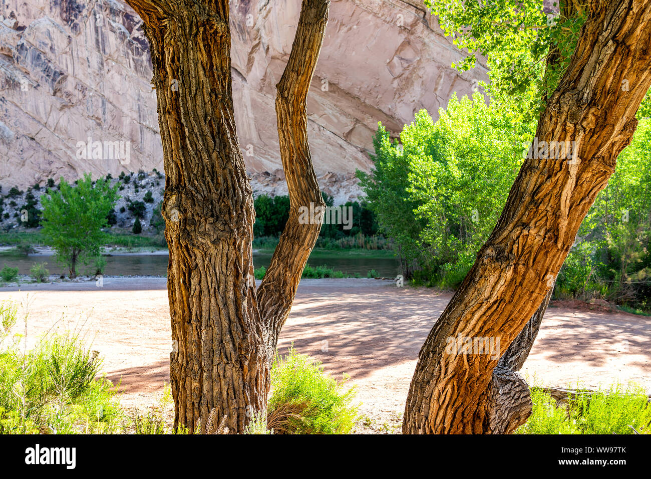 View of green tree and river from Split Mountain Campground in summer in Dinosaur National Monument Park, Utah Stock Photo