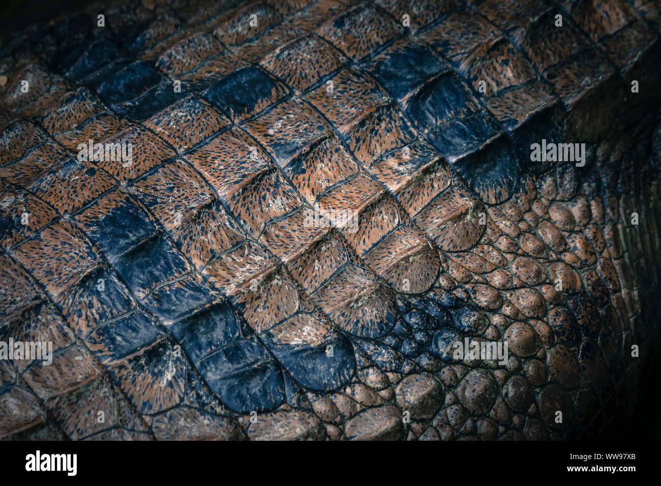 Wildlife macro close up view of textured crocodile rough skin surface ...