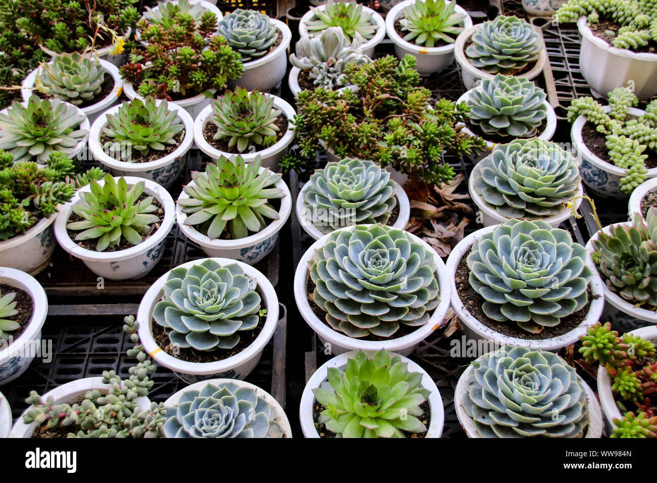 A collection of different Echeveria plants sold in a plant shop Stock Photo