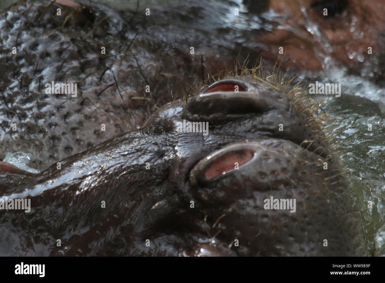 Wild hippopotamus mammal with big fat head seen along rivers in safari Stock Photo