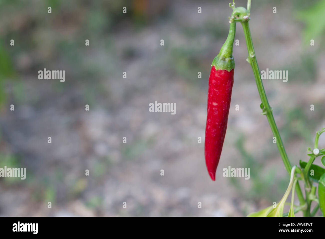 hot red pepper hangs on a stem Stock Photo