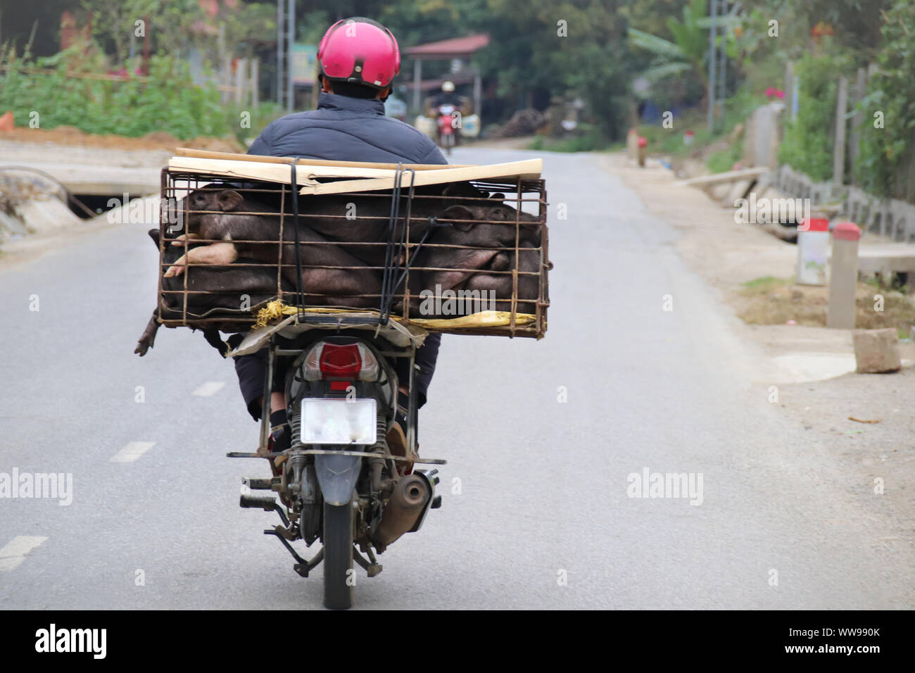 An overloaded motorbike, iconic image showing the authentic daily life and culture of Vietnam Stock Photo