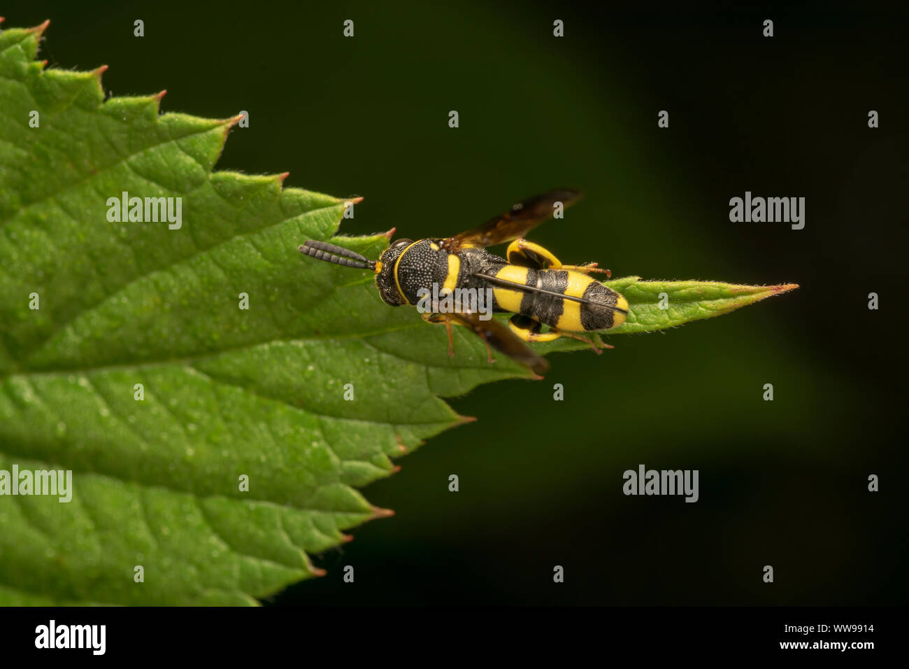 parasitic wasp Leucospis dorsigera with the ovipositor, on a green leaf Stock Photo