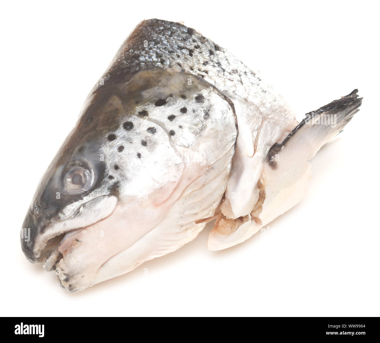 Salmon head isolated on white background Stock Photo Alamy