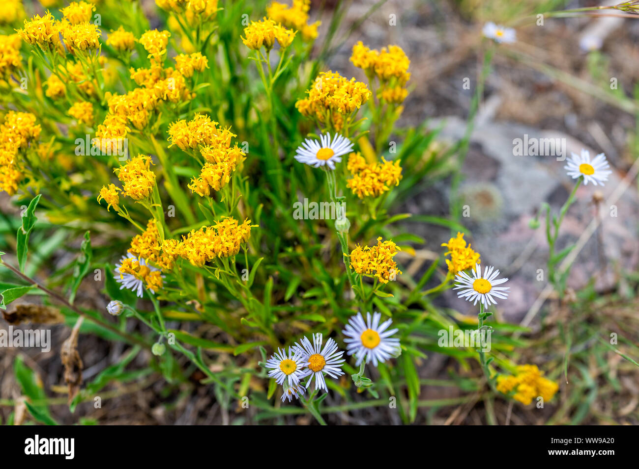 Canyon Rim Trail in Flaming Gorge Utah National Park of Green River with closeup of yellow Chaffbush and Alpine daisy flowers on bush Stock Photo