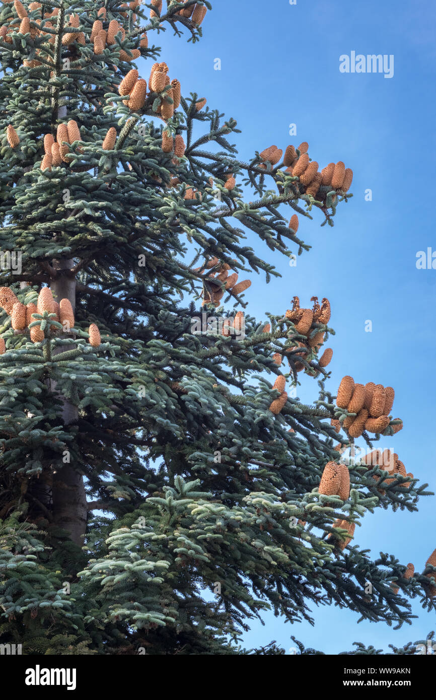 Abies procera (Nobilis fir) with large cones in autumn Stock Photo