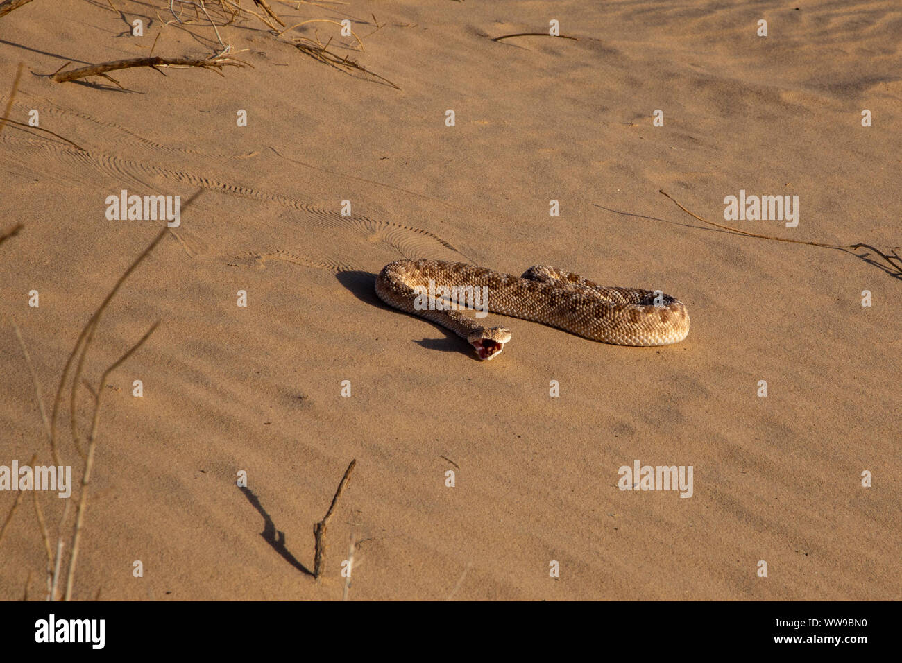 Arabian horned viper (Cerastes gasperettii) Stock Photo