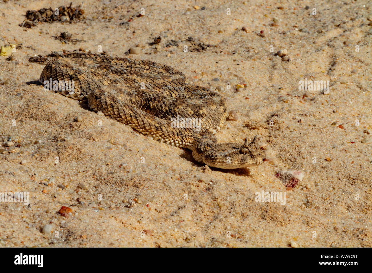 Saharan horned viper  (Cerastes cerastes  ) Stock Photo