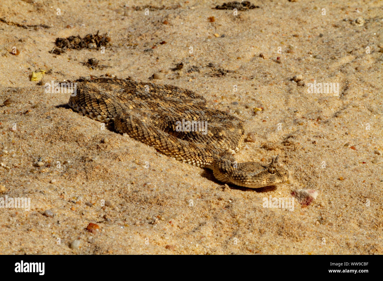 Saharan horned viper  (Cerastes cerastes  ) Stock Photo