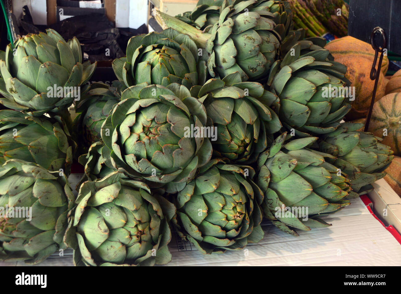 Globe Artichokes (Cynara scolymus) on Display in Forville Market