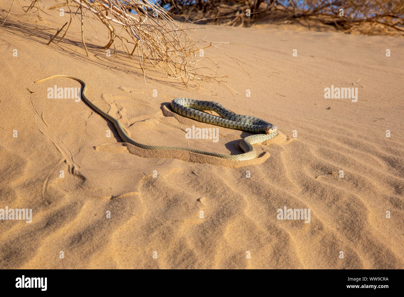 Sahara Racer - Platyceps rhodorachis Stock Photo
