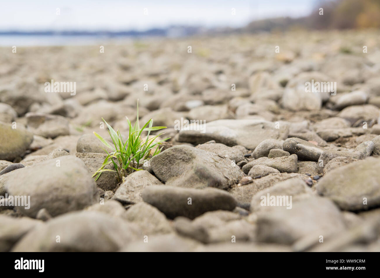 A tuft of grass between stones in the riverbed. The Rhine shore on a cloudy winter day. Stock Photo