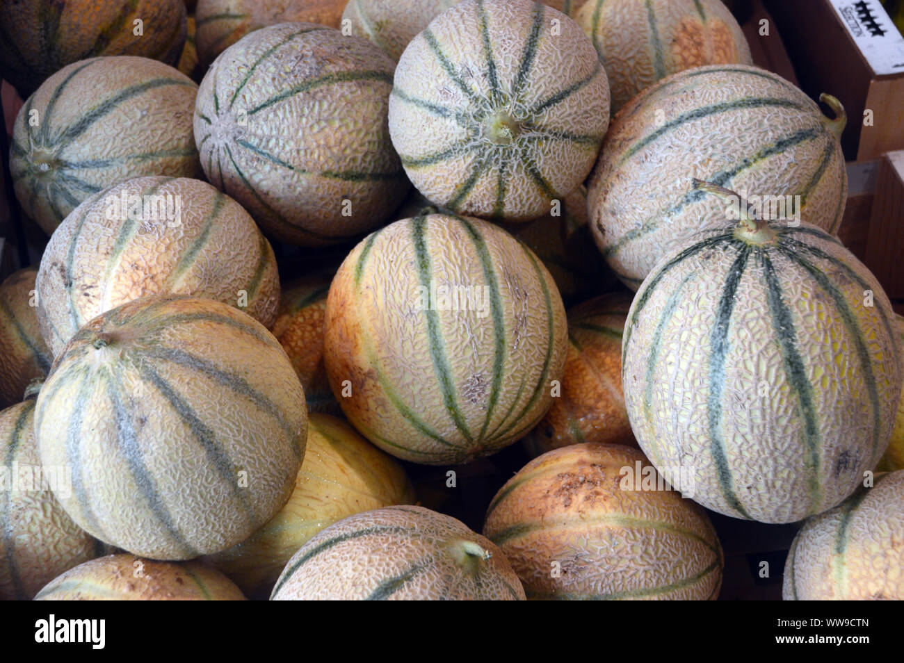 Cantaloupe, rockmelon, sweet melon, or spanspek Melons on Display in Forville Covered Market, Cannes, France, EU Stock Photo