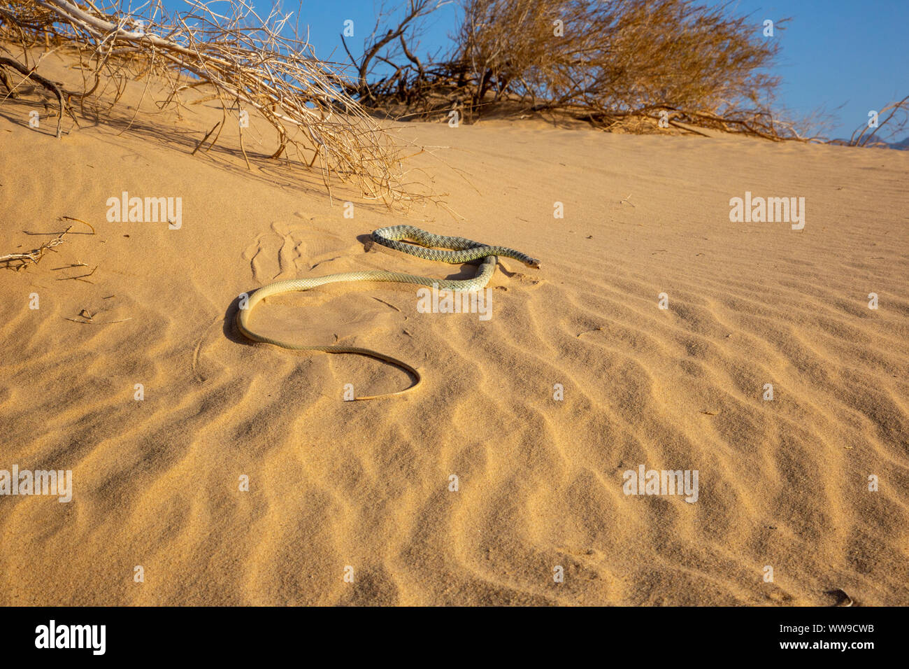 Sahara Racer - Platyceps rhodorachis Stock Photo