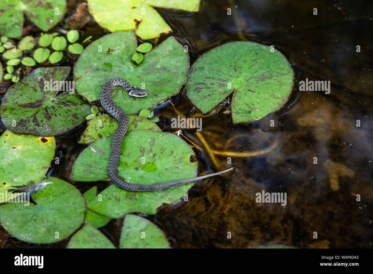 Dice snake (Natrix tessellata) Stock Photo